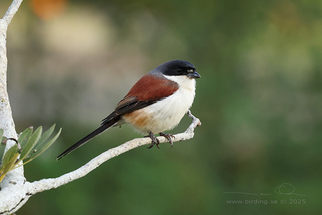 BURMESE SHRIKE (Lanius collurioides) - STOR BILD / FULL SIZE