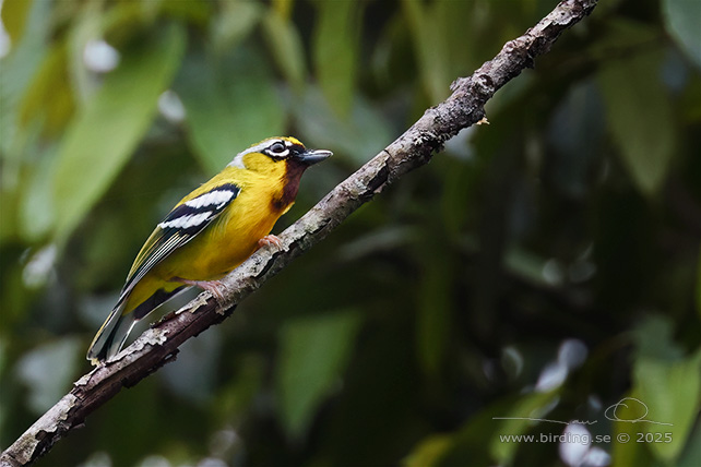 CLICKING SHRIKE-BABBLER (Pteruthius intermedius) - STOR BILD / FULL SIZE