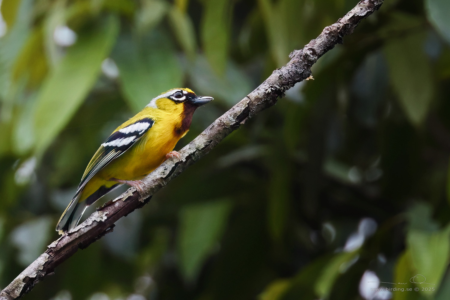 CLICKING SHRIKE-BABBLER (Pteruthius intermedius) - Stäng / close