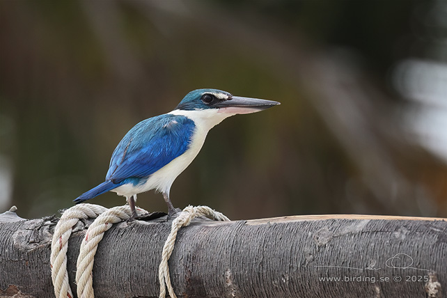 COLLARED KINGFISHER (Todiramphus chloris) - STOR BILD / FULL SIZE