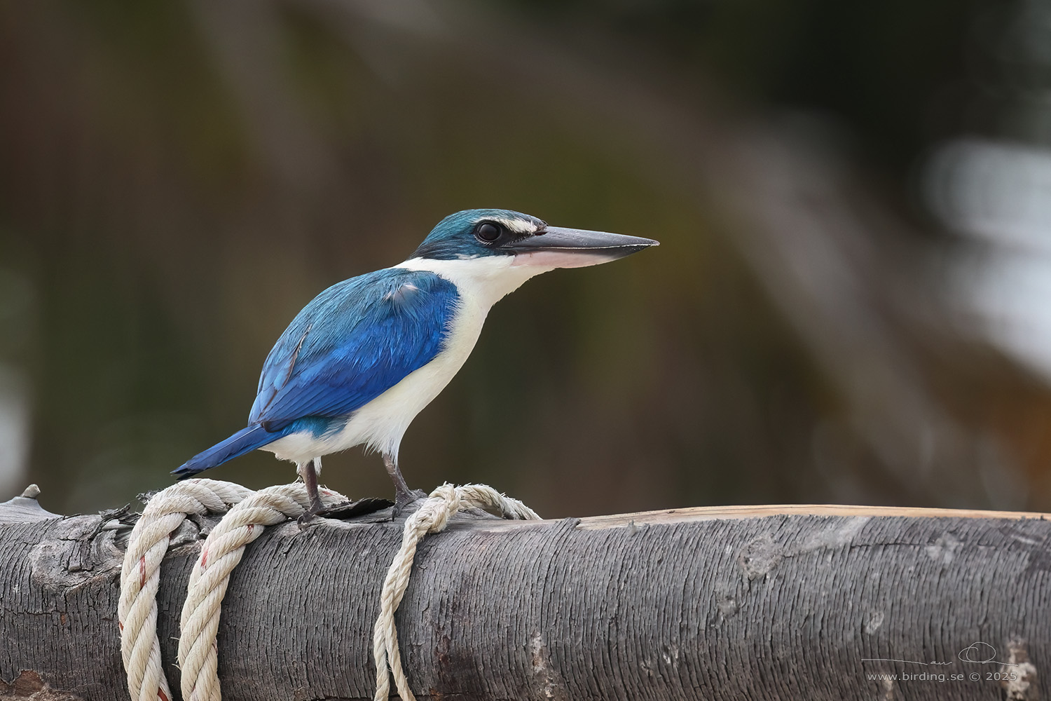 COLLARED KINGFISHER (Todiramphus chloris) - Stäng / close