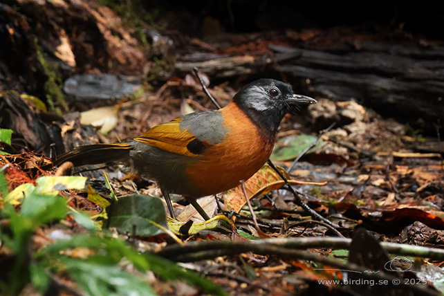 COLLARED LAUGHINGTHRUSH (Trochalopteron yersini) - STOR BILD / FULL SIZE