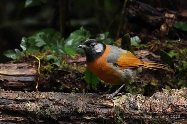 COLLARED LAUGHINGTHRUSH (Trochalopteron yersini) - STOR BILD / FULL SIZE