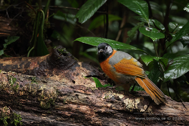 COLLARED LAUGHINGTHRUSH (Trochalopteron yersini) - STOR BILD / FULL SIZE