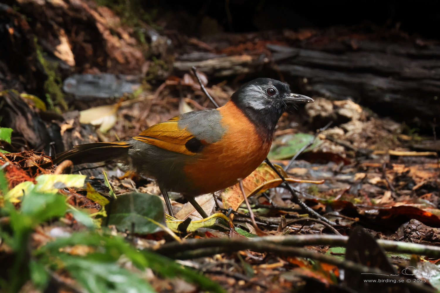 COLLARED LAUGHINGTHRUSH (Trochalopteron yersini) - Stäng / close