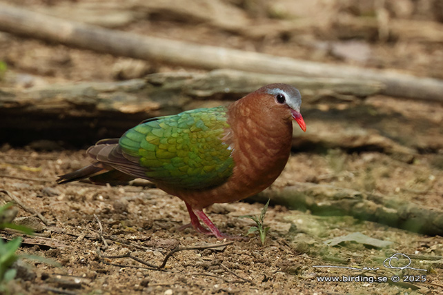 COMMON EMERALD DOVE (Chalcophaps indica) - STOR BILD / FULL SIZE