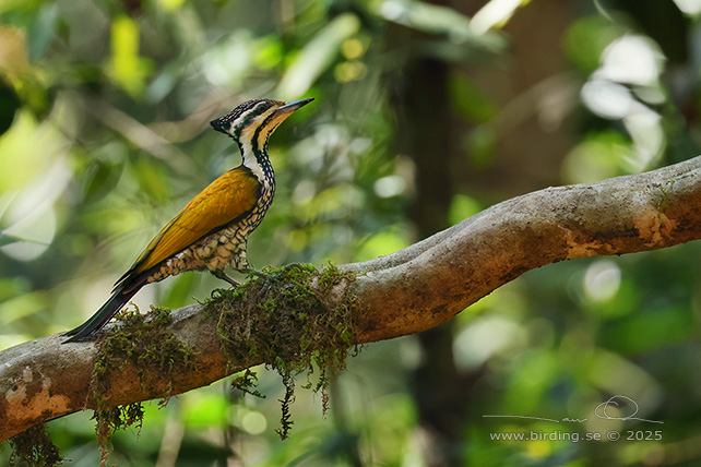 COMMON FLAMEBACK (Dinopium javanense) - STOR BILD / FULL SIZE