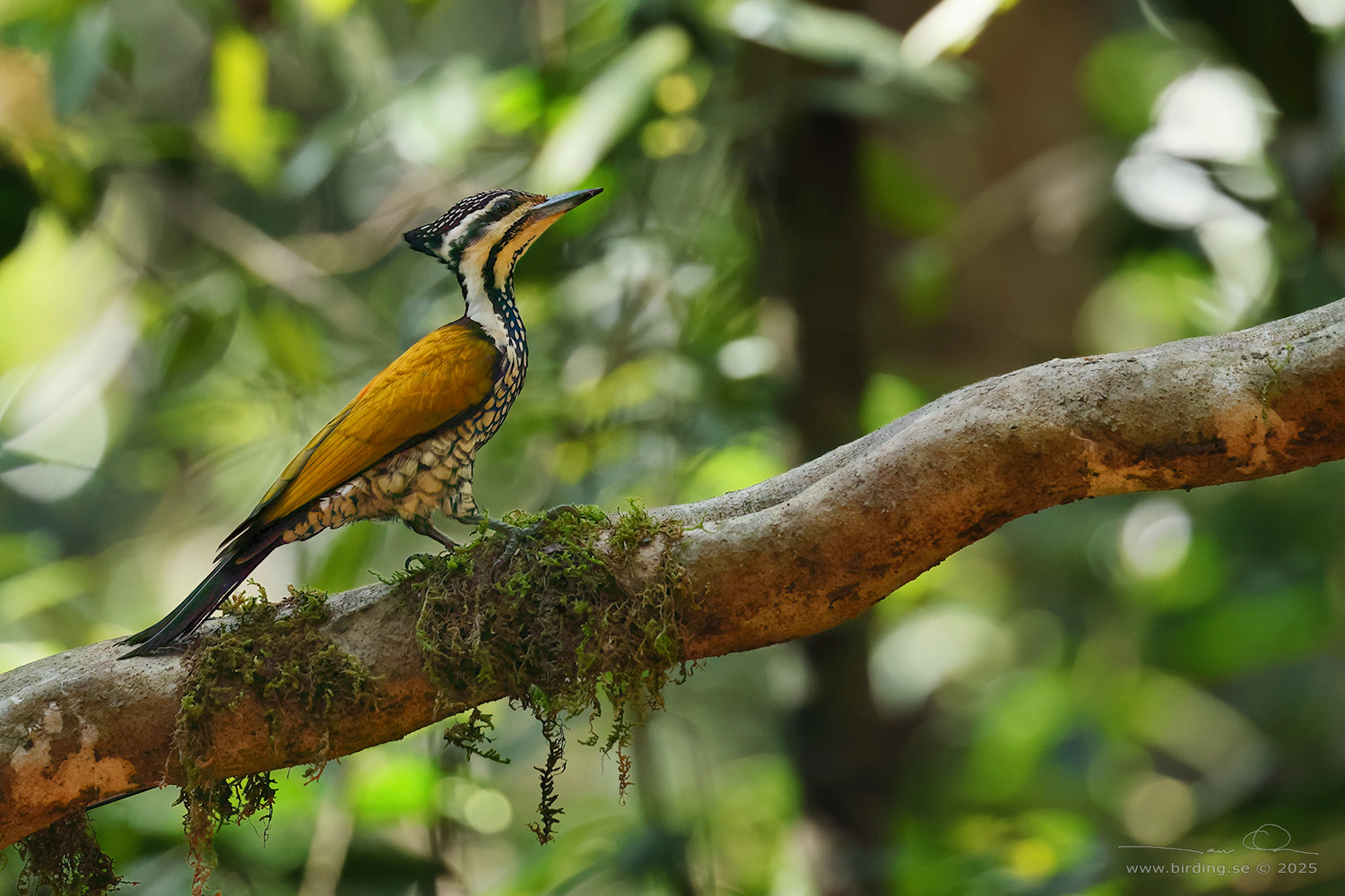 COMMON FLAMEBACK (Dinopium javanense) - Stäng / close