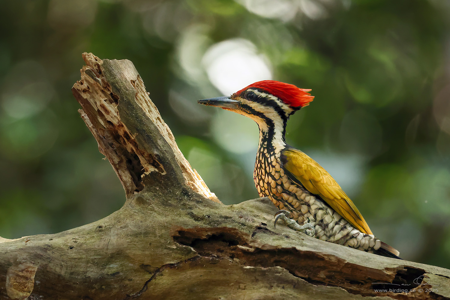 COMMON FLAMEBACK (Dinopium javanense) - Stäng / close