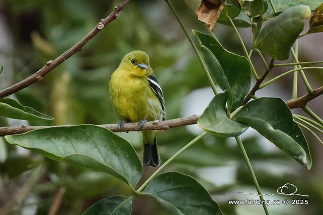 COMMON IORA (Aegithina tiphia) - STOR BILD / FULL SIZE