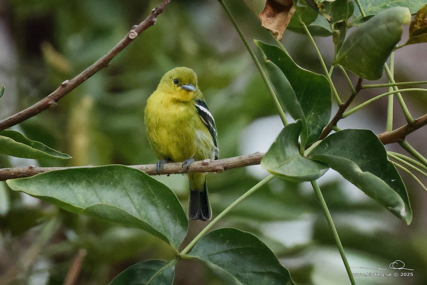 COMMON IORA (Aegithina tiphia) - Stäng / close