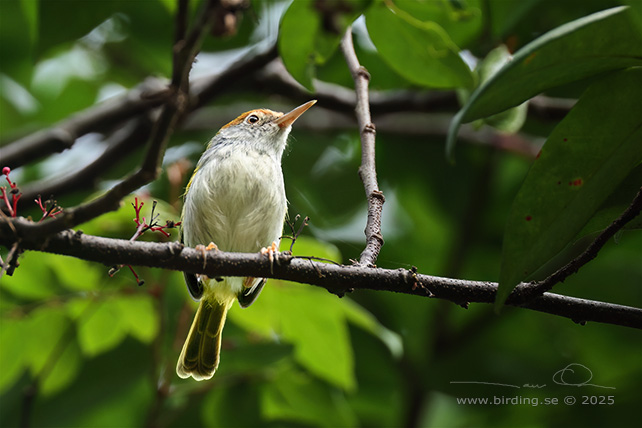 COMMON TAILORBIRD (Orthotomus sutorius) - STOR BILD / FULL SIZE