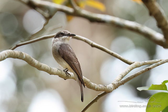 COMMON WOODSHRIKE (Tephrodornis pondicerianus) - STOR BILD / FULL SIZE