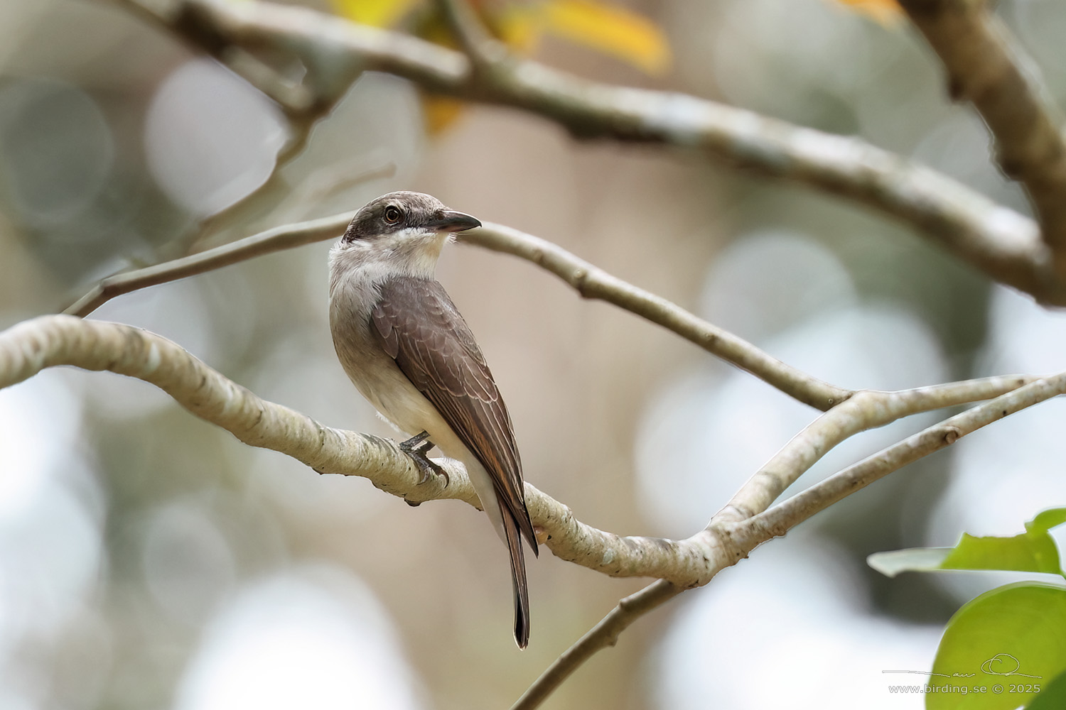 COMMON WOODSHRIKE (Tephrodornis pondicerianus) - Stäng / close