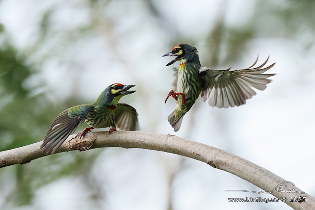 COPPERSMITH BARBET (Psilopogon haemacephalus) - STOR BILD / FULL SIZE