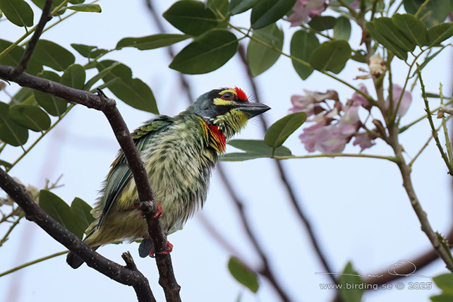 COPPERSMITH BARBET (Psilopogon haemacephalus) - STOR BILD / FULL SIZE