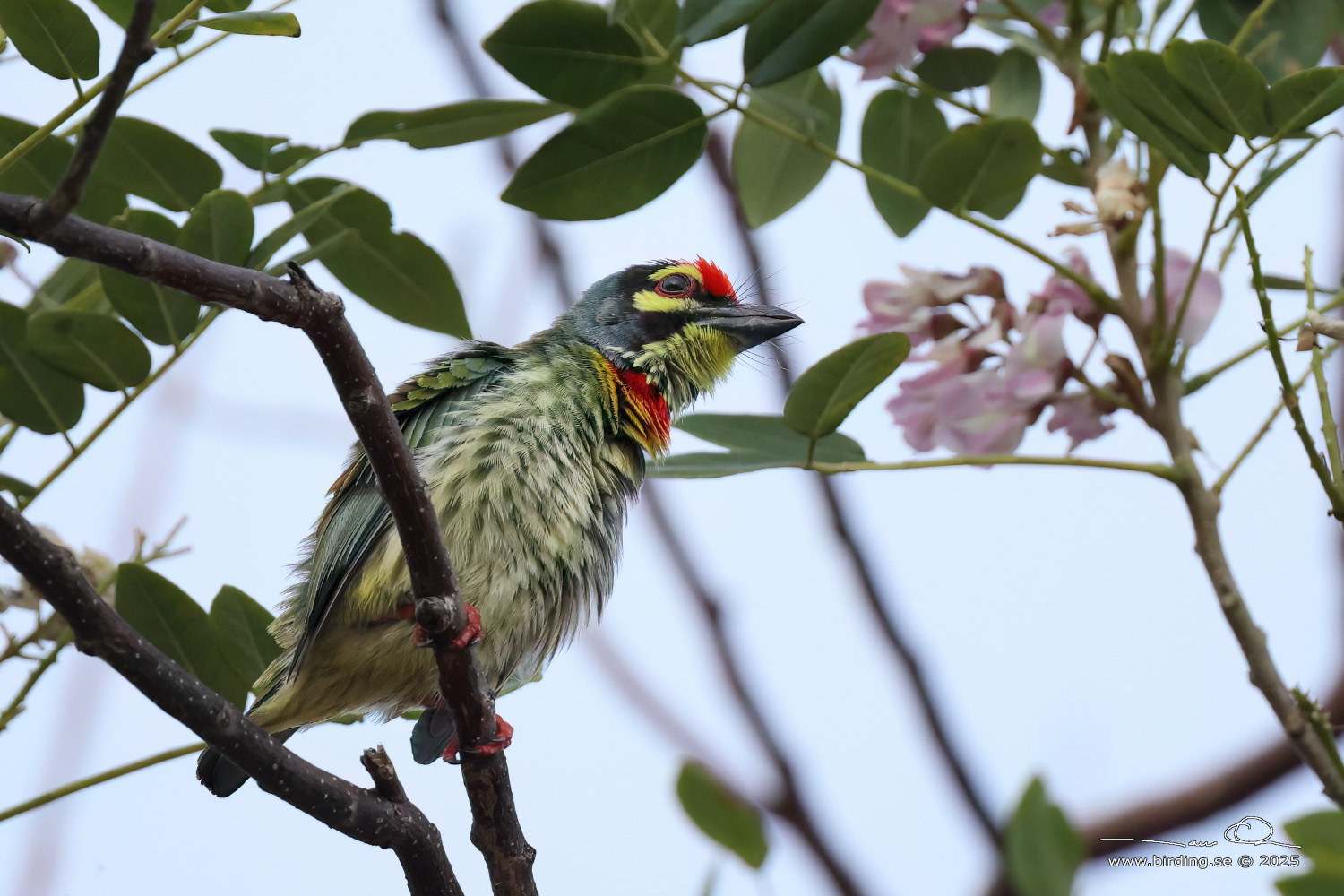 COPPERSMITH BARBET (Psilopogon haemacephalus) - Stäng / close