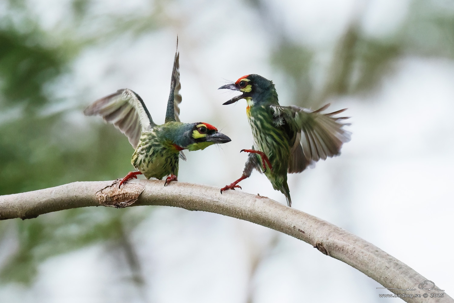 COPPERSMITH BARBET (Psilopogon haemacephalus) - Stäng / close