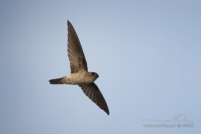 EDIBLE-NEST SWIFTLET (Aerodramus fuciphagus) - STOR BILD / FULL SIZE