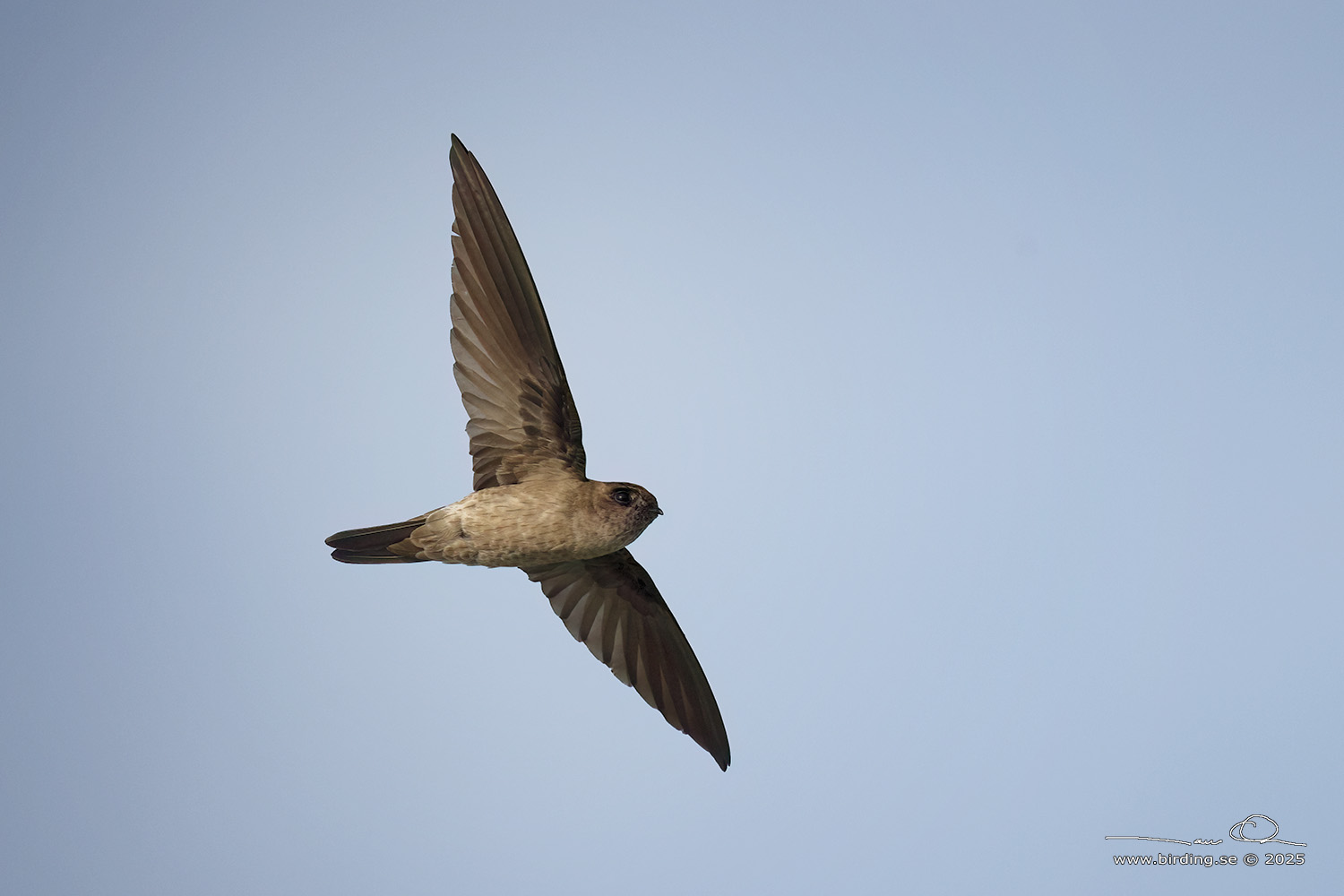 EDIBLE-NEST SWIFTLET (Aerodramus fuciphagus) - Stäng / close