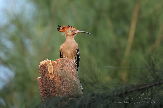 EURASIAN HOOPOE (Upopa epops) - STOR BILD / FULL SIZE