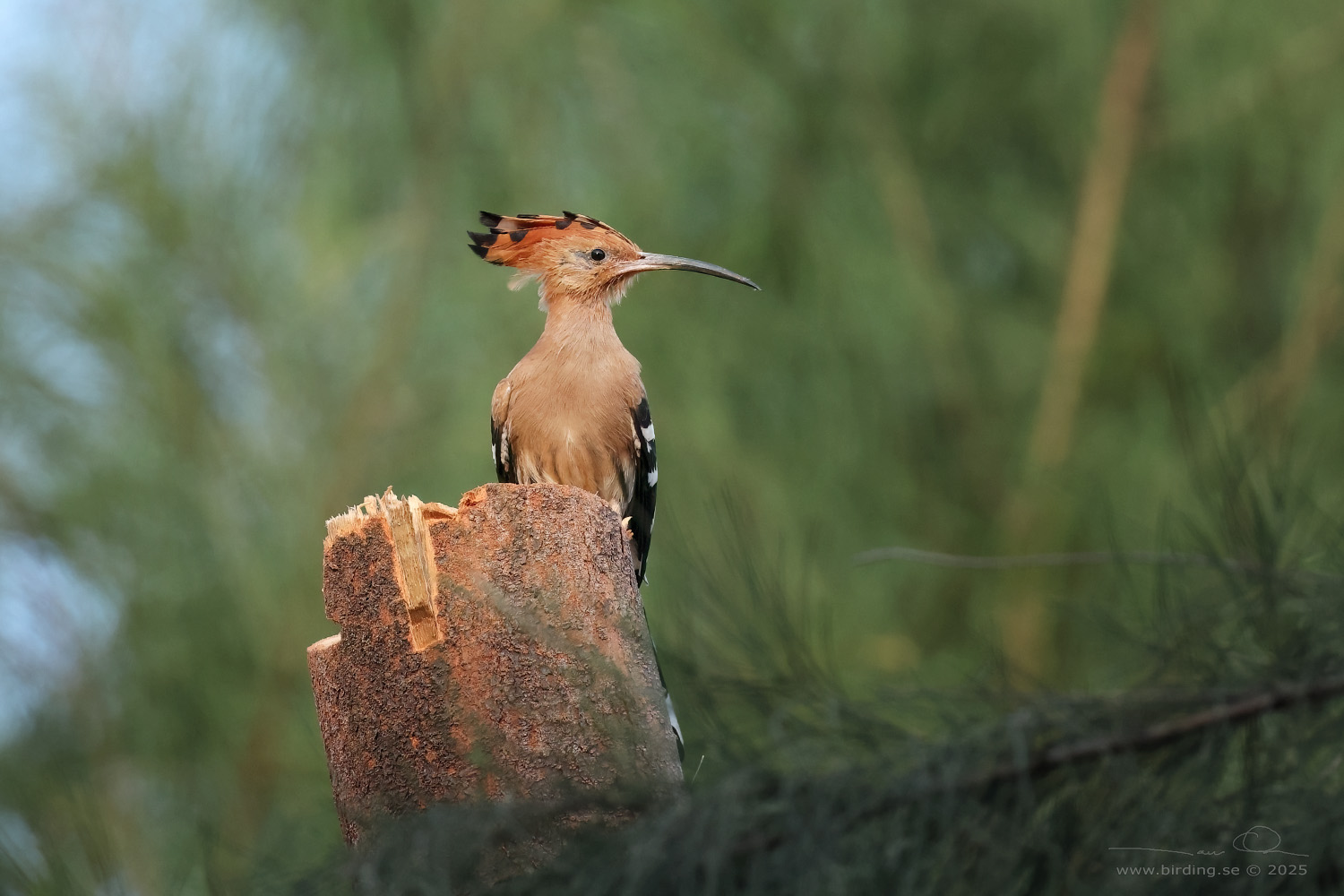 EURASIAN HOOPOE (Upopa epops) - Stäng / close