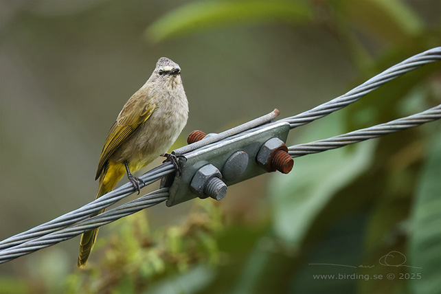 FLAVESCENT BULBUL (Pycnonotus flavescens) - STOR BILD / FULL SIZE