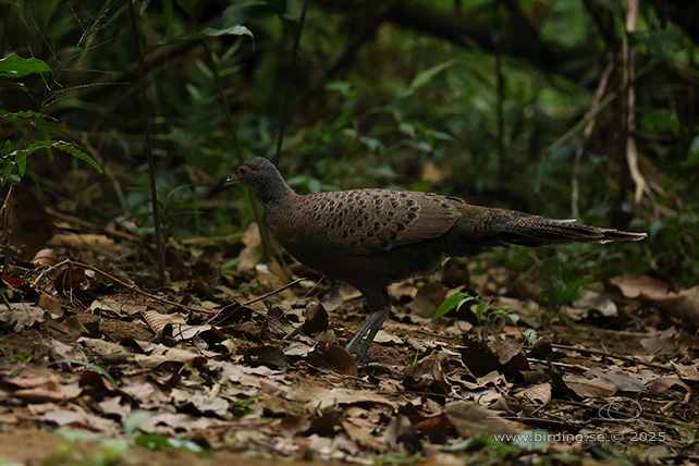 GERMAIN'S PEACOCK-PHEASANT (Polyplectron germaini) - STOR BILD / FULL SIZE