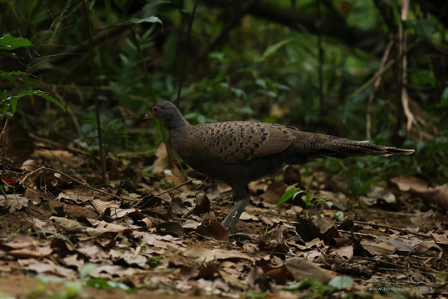 GERMAIN'S PEACOCK-PHEASANT (Polyplectron germaini) - Stäng / close