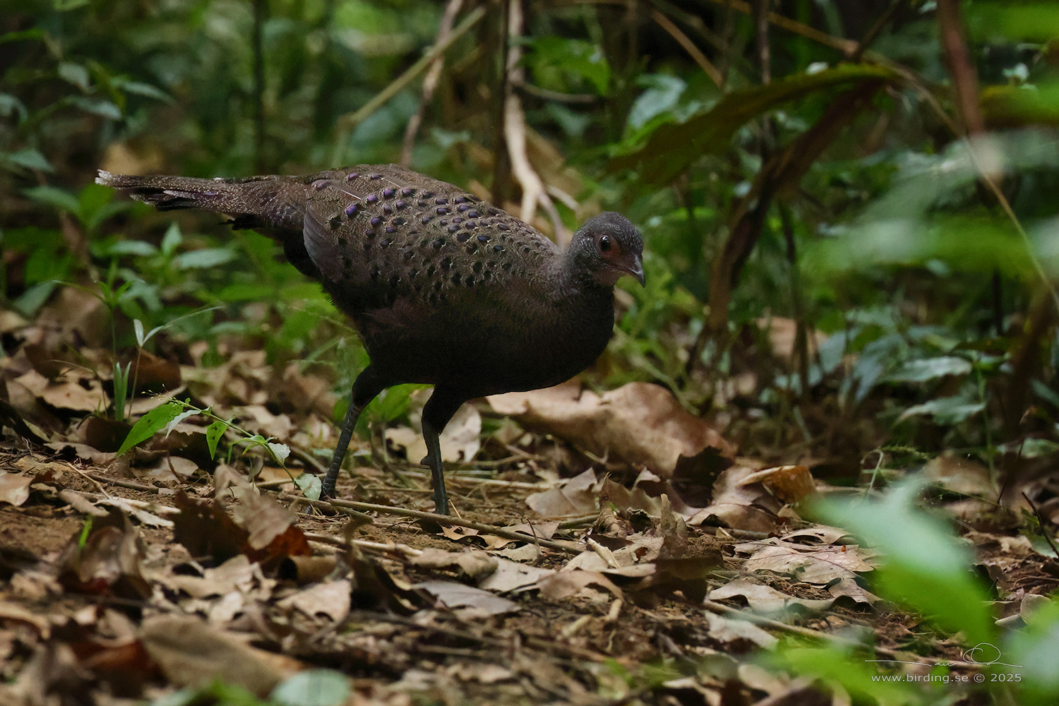 GERMAIN'S PEACOCK-PHEASANT (Polyplectron germaini) - Stäng / close