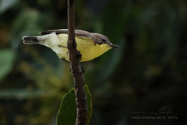 GOLDEN-BELLIED GERYGONE (Gerygone sulphurea) - STOR BILD / FULL SIZE