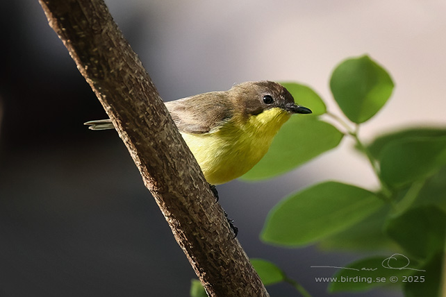 GOLDEN-BELLIED GERYGONE (Gerygone sulphurea) - STOR BILD / FULL SIZE