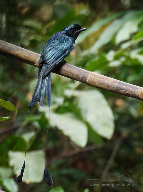 GREATER RACKET-TAILED DRONGO (Dicrurus paradiseus) - STOR BILD / FULL SIZE