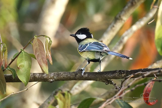 GREEN-BACKED TIT (Parus monticolus legendrei) - STOR BILD / FULL SIZE