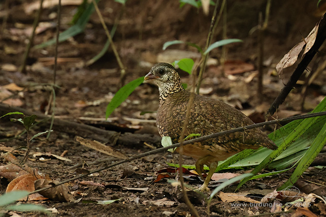 GREEN-LEGGED PARTRIDGE (Tropicoperdix chloropus) - STOR BILD / FULL SIZE