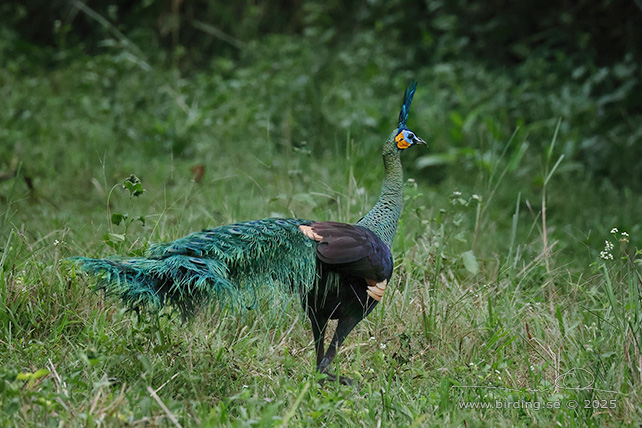 GREEN PEAFOWL (Pavo muticus) - STOR BILD / FULL SIZE