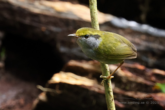 GREY-BELLIED TESIA (Tesia cyaniventer) - STOR BILD / FULL SIZE