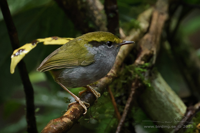 GREY-BELLIED TESIA (Tesia cyaniventer) - STOR BILD / FULL SIZE