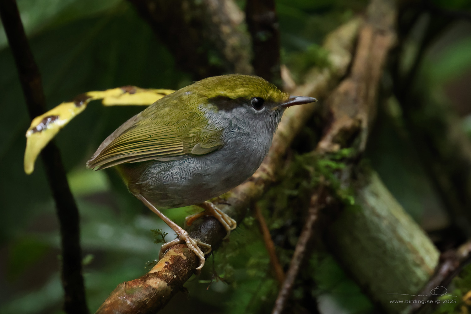 GREY-BELLIED TESIA (Tesia cyaniventer) - Stäng / close