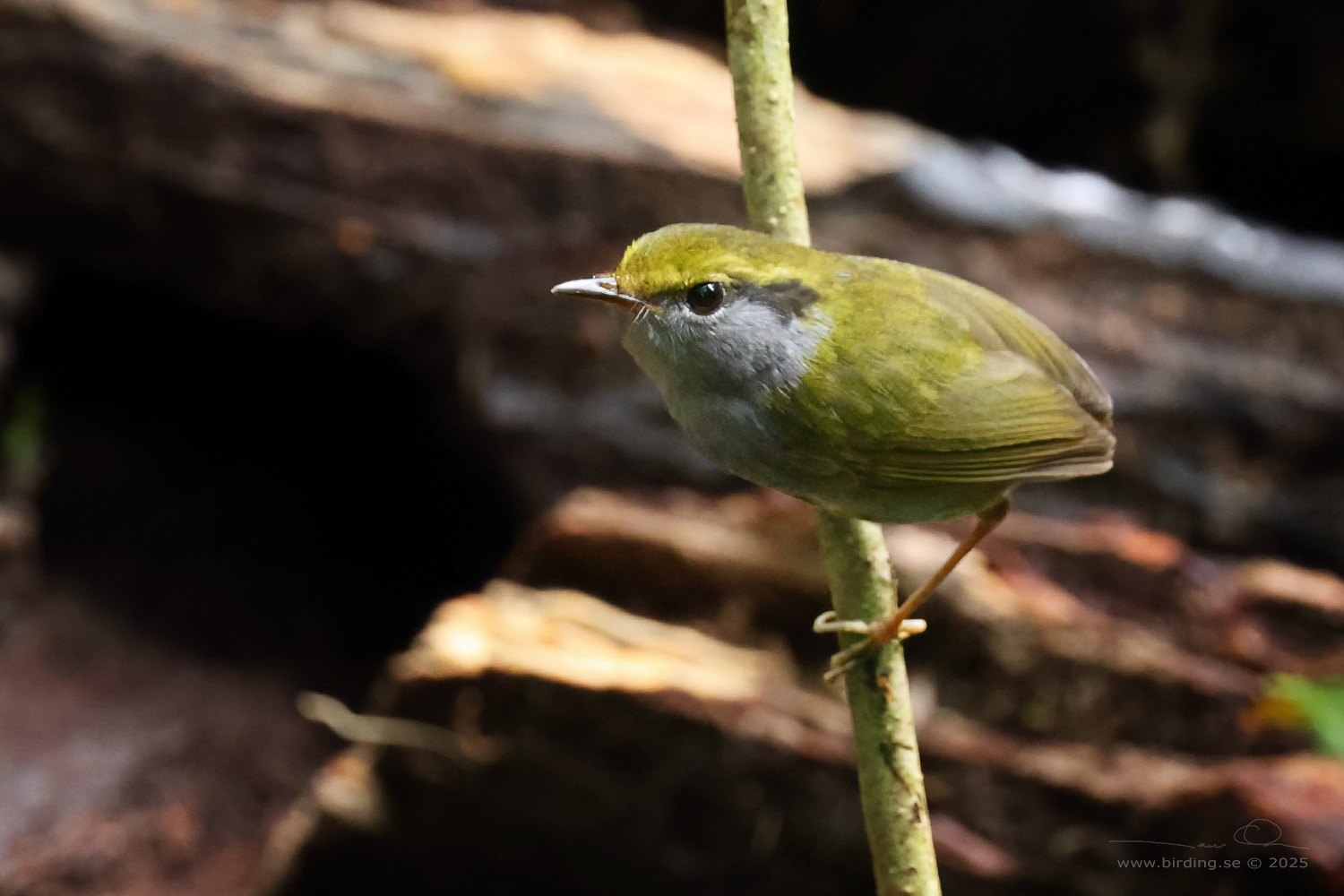 GREY-BELLIED TESIA (Tesia cyaniventer) - Stäng / close