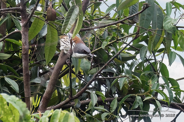 GREY-CROWNED CROCIAS (Laniellus langbianis) - STOR BILD / FULL SIZE