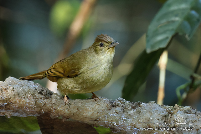 GREY-EYED BULBUL (Iole propinqua) - STOR BILD / FULL SIZE