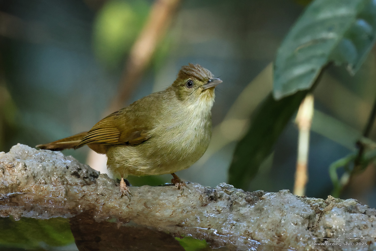 GREY-EYED BULBUL (Iole propinqua) - Stäng / close