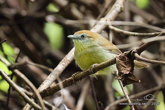 GREY-FACED TIT-BABBLER (Mixornis kelleyi) - STOR BILD / FULL SIZE