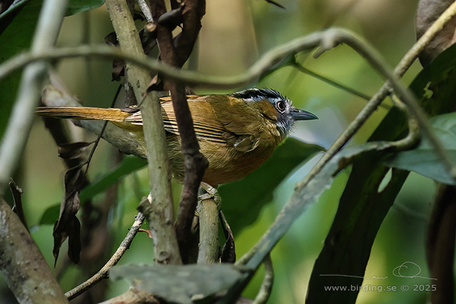 GREY-THROATED BABBLER (Stachyris nigriceps) - STOR BILD / FULL SIZE