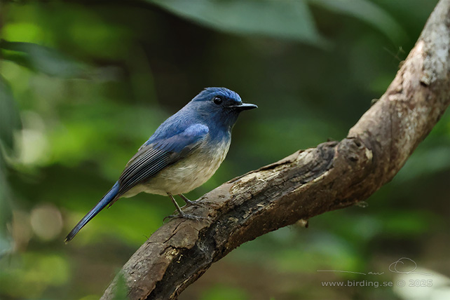 HAINAN BLUE FLYCATCHER (Cyornis hainanus) - STOR BILD / FULL SIZE