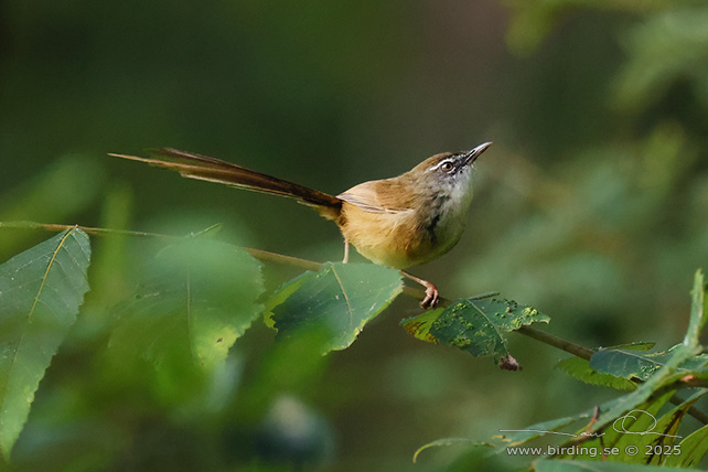 HILL PRINIA (Prinia superciliaris) - STOR BILD / FULL SIZE