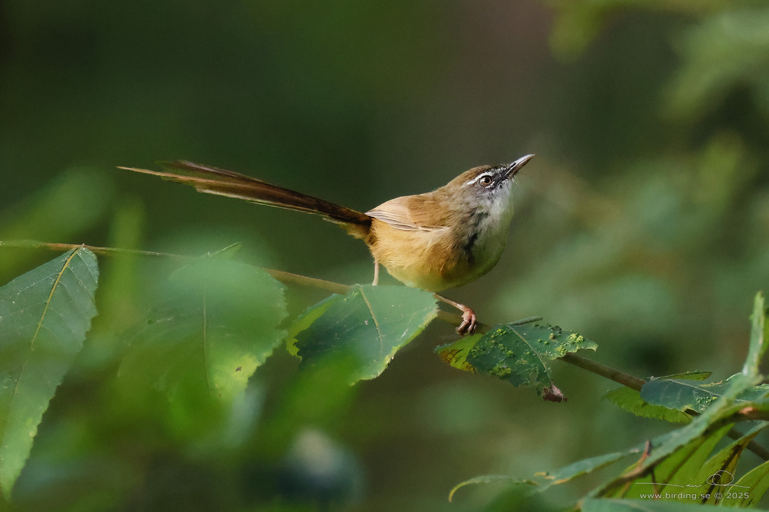 HILL PRINIA (Prinia superciliaris) - Stäng / close