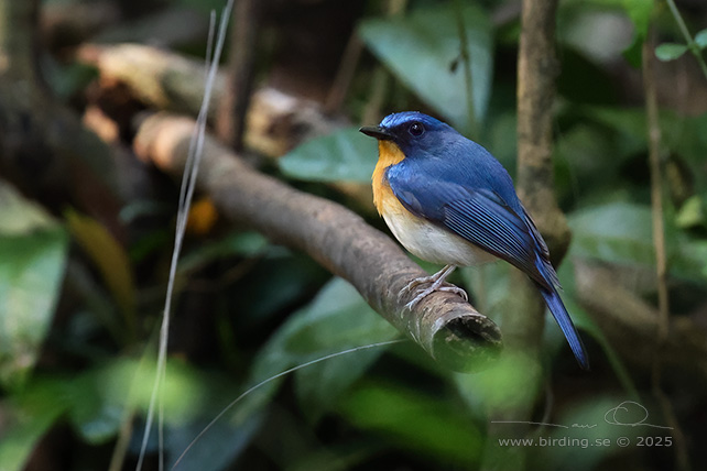 INDOCHINESE BLUE FLYCATCHER (Cyornis sumatrensis) - STOR BILD / FULL SIZE