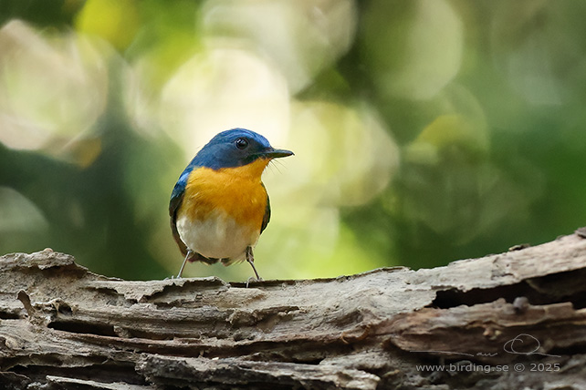 INDOCHINESE BLUE FLYCATCHER (Cyornis sumatrensis) - STOR BILD / FULL SIZE